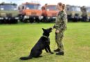 Vojenští psi najdou až devatenáct látek výbušných materiálů